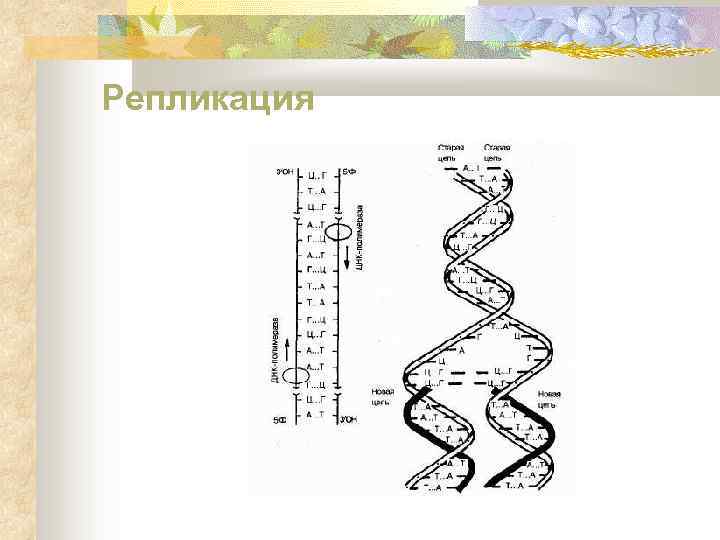 Репликация 