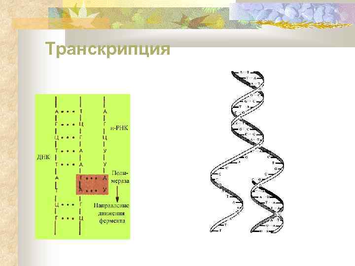 Транскрипция 