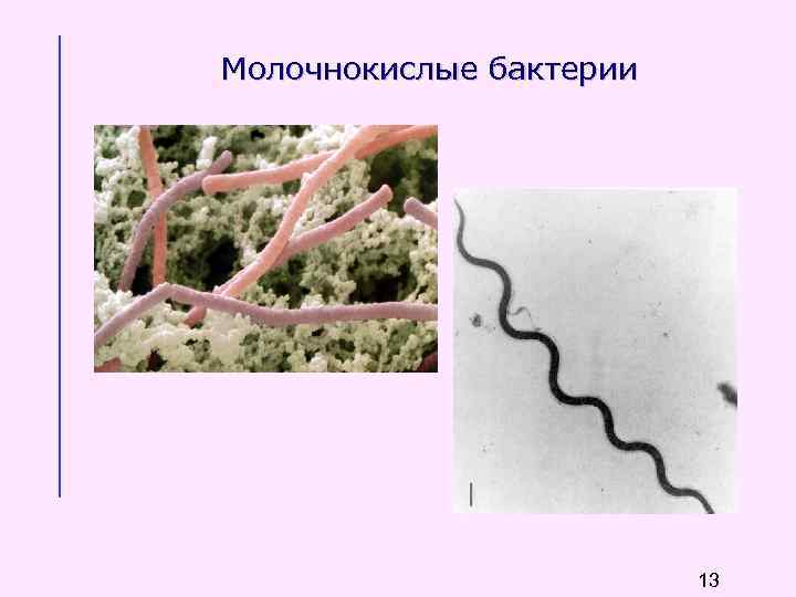 Молочнокислые бактерии 13 