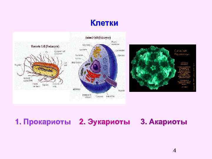 Клетки 1. Прокариоты 2. Эукариоты 3. Акариоты 4 