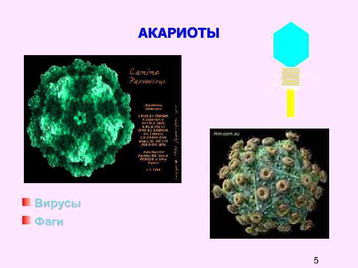 АКАРИОТЫ Вирусы Фаги 5 