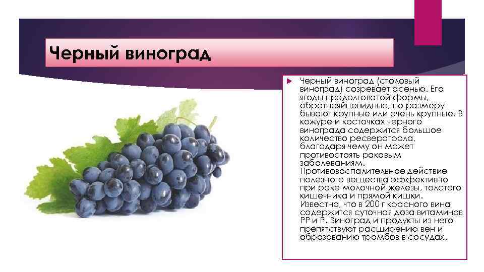 Черный виноград (столовый виноград) созревает осенью. Его ягоды продолговатой формы, обратнояйцевидные, по размеру бывают