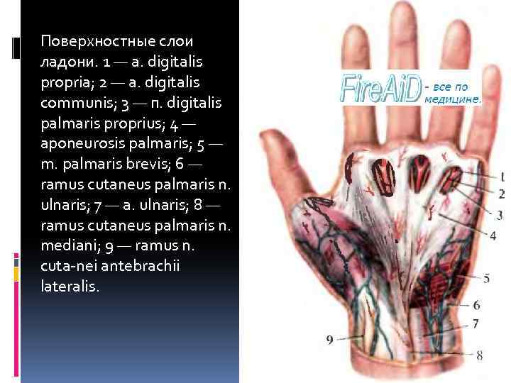 ГНОЙНЫЕ ЗАБОЛЕВАНИЯ ПАЛЬЦЕВ КИСТИ И СТОПЫ МЕТОДЫ ЛЕЧЕНИЯ