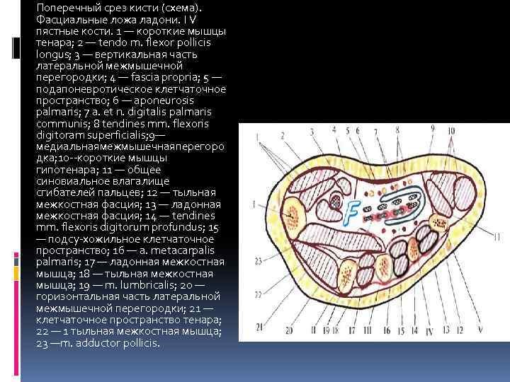 Поперечный срез кисти (схема). Фасциальные ложа ладони. I V пястные кости. 1 — короткие