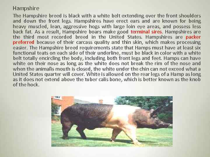 Hampshire The Hampshire breed is black with a white belt extending over the front