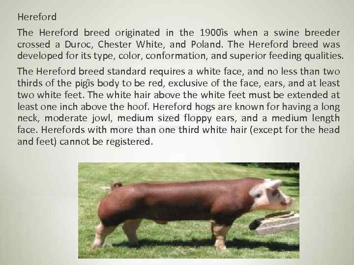Hereford The Hereford breed originated in the 1900 i s when a swine breeder