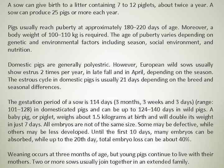 A sow can give birth to a litter containing 7 to 12 piglets, about