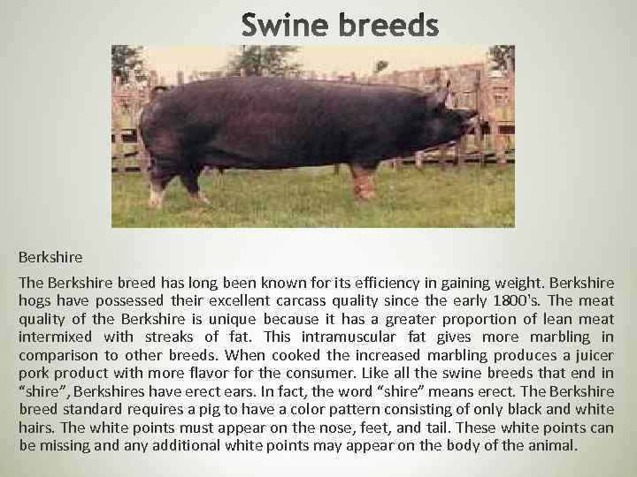 Berkshire The Berkshire breed has long been known for its efficiency in gaining weight.