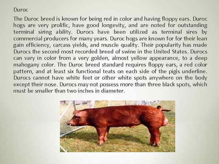 Duroc The Duroc breed is known for being red in color and having floppy