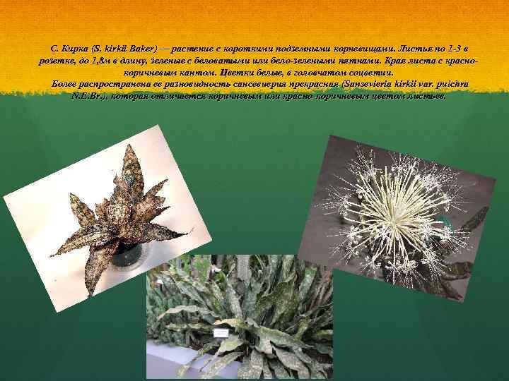 С. Кирка (S. kirkii Baker) — растение с короткими подземными корневищами. Листья по 1
