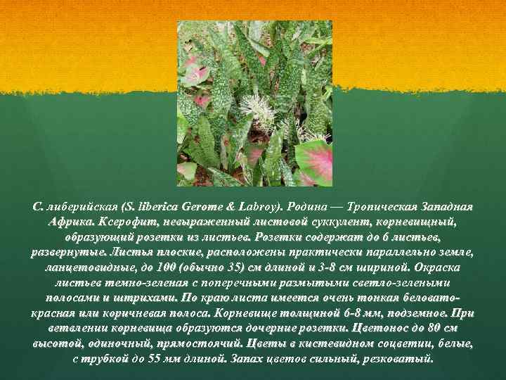 С. либерийская (S. liberica Gerome & Labroy). Родина — Тропическая Западная Африка. Ксерофит, невыраженный