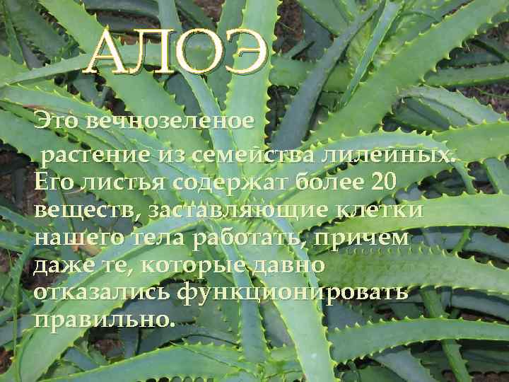АЛОЭ Это вечнозеленое растение из семейства лилейных. Его листья содержат более 20 веществ, заставляющие