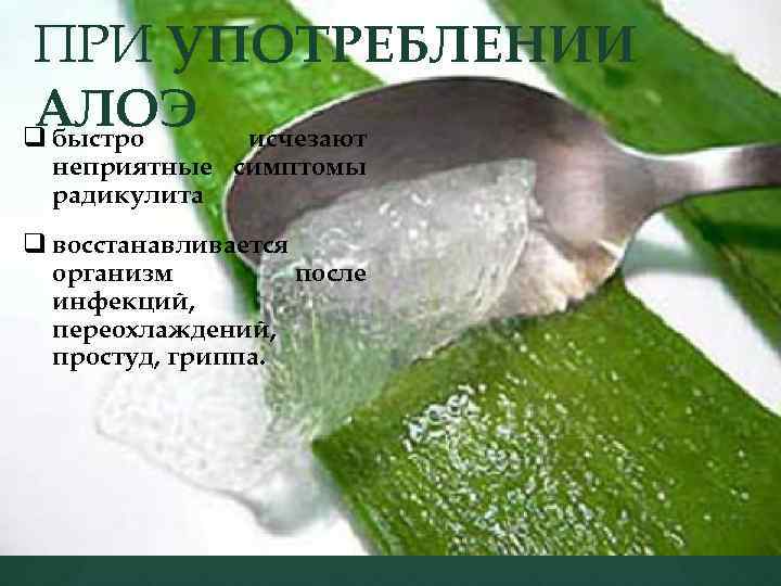 ПРИ УПОТРЕБЛЕНИИ АЛОЭ исчезают q быстро неприятные симптомы радикулита q восстанавливается организм после инфекций,