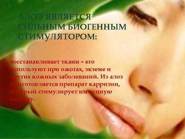 АЛОЭ ЯВЛЯЕТСЯ СИЛЬНЫМ БИОГЕННЫМ СТИМУЛЯТОРОМ: восстанавливает ткани – его используют при ожогах, экземе и