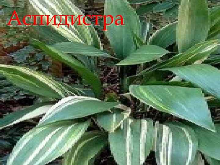 Аспидистра 