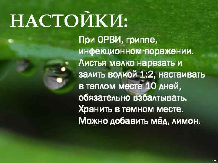 НАСТОЙКИ: При ОРВИ, гриппе, инфекционном поражении. Листья мелко нарезать и залить водкой 1: 2,
