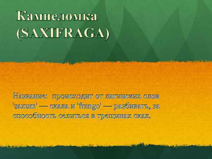 Камнеломка (SAXIFRAGA) Название: происходит от латинских слов 'saxum' — скала и 'frango' — разбивать,