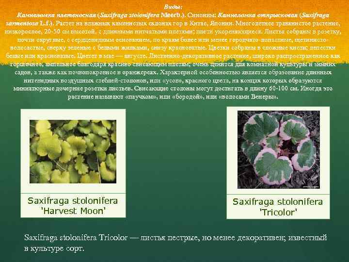 Виды: Камнеломка плетеносная (Saxifraga stolonifera Meerb. ). Синоним: Камнеломка отпрысковая (Saxifraga sarmentosa L. f.