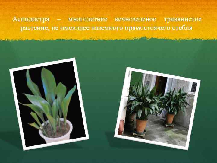 Аспидистра – многолетнее вечнозеленое травянистое растение, не имеющее наземного прямостоячего стебля 