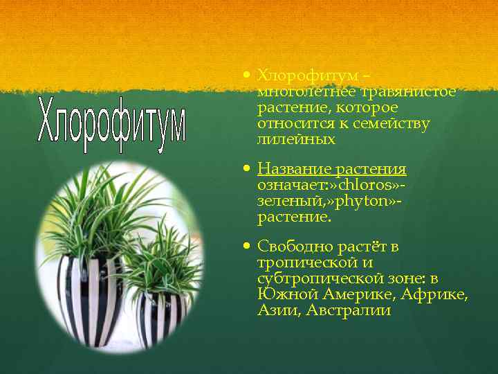  Хлорофитум – многолетнее травянистое растение, которое относится к семейству лилейных Название растения означает: