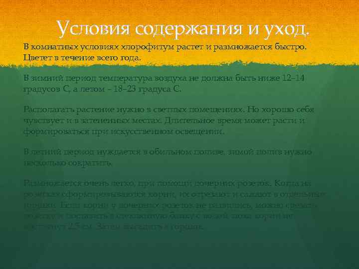Условия содержания и уход. В комнатных условиях хлорофитум растет и размножается быстро. Цветет в