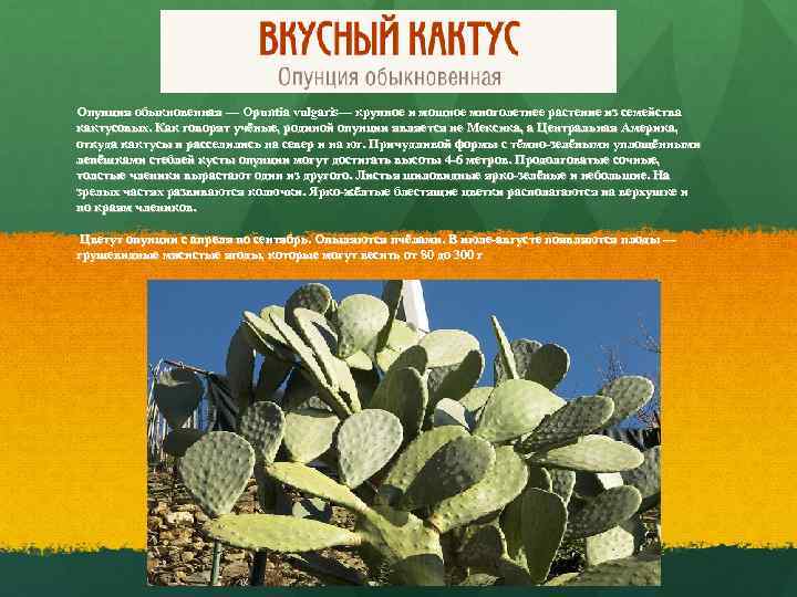 Опунция обыкновенная — Opuntia vulgaris— крупное и мощное многолетнее растение из семейства кактусовых. Как