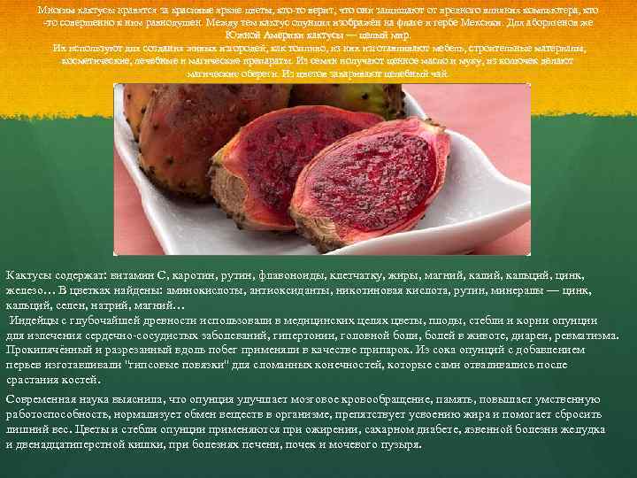 Многим кактусы нравятся за красивые яркие цветы, кто-то верит, что они защищают от вредного