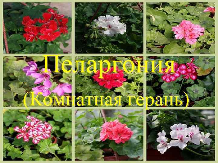 Пеларгония (Комнатная герань) 