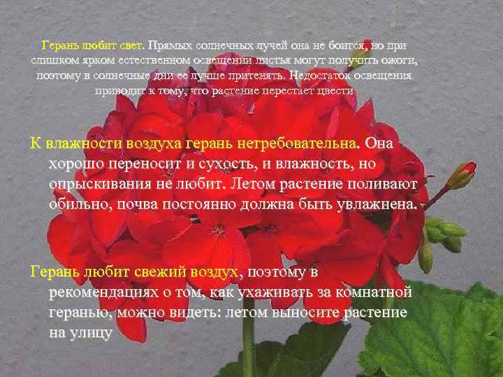 Герань любит свет. Прямых солнечных лучей она не боится, но при слишком ярком естественном