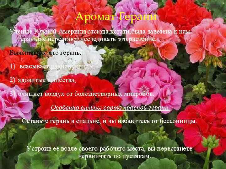 Аромат Герани Ученые Южной Америки(отсюда, кстати, была завезена к нам герань)не перестают исследовать это