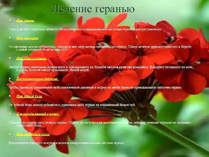 Лечение геранью При отите Отит у детей и взрослых лечится обыкновенным прикладыванием листочка герани
