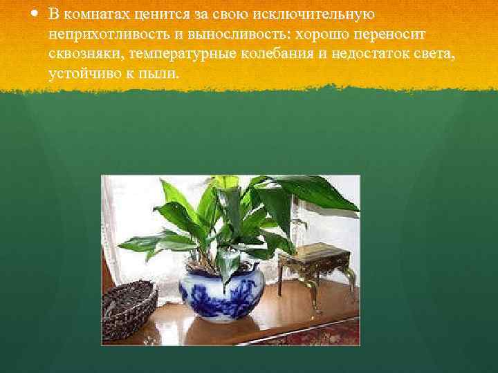  В комнатах ценится за свою исключительную неприхотливость и выносливость: хорошо переносит сквозняки, температурные