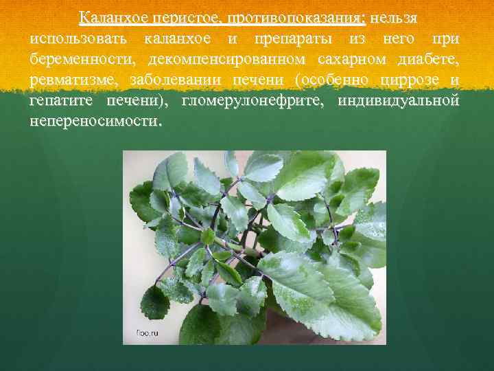 Каланхое перистое, противопоказания: нельзя использовать каланхое и препараты из него при беременности, декомпенсированном сахарном