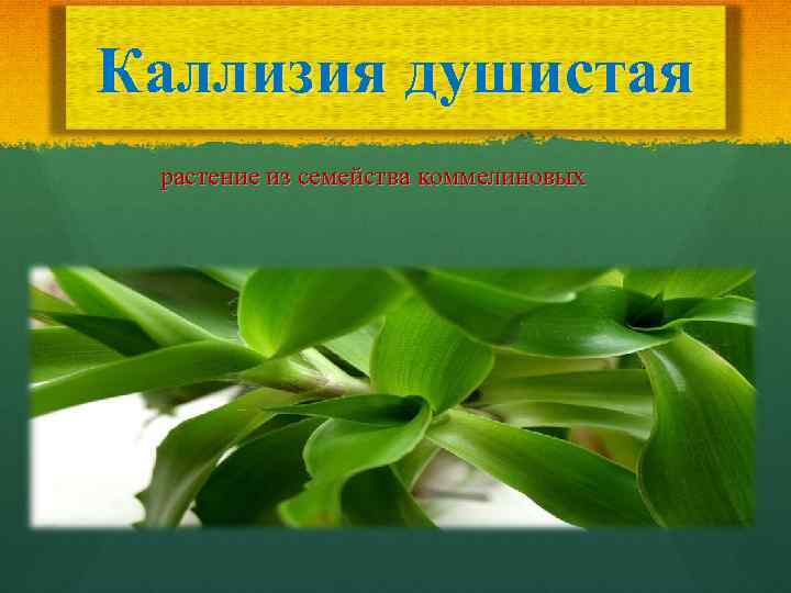 Каллизия душистая растение из семейства коммелиновых 