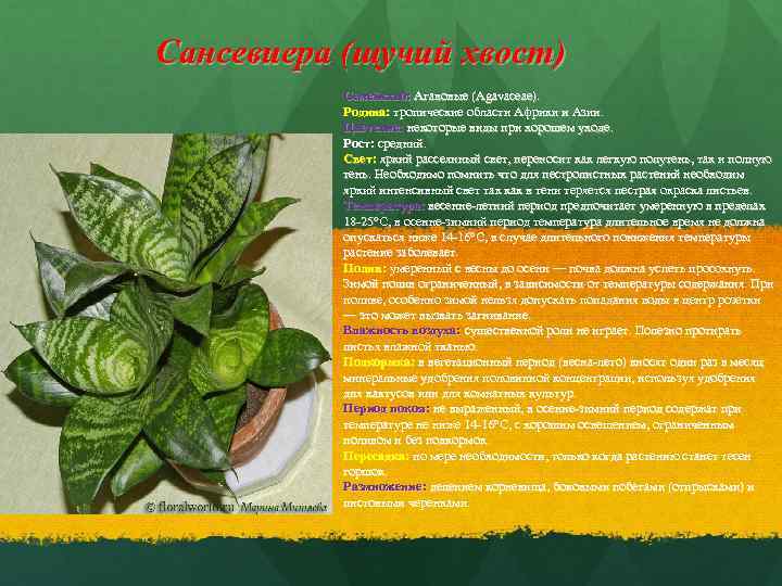 Cансевиера (щучий хвост) Семейство: Агавовые (Agavaceae). Родина: тропические области Африки и Азии. Цветение: некоторые