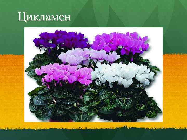 Цикламен 