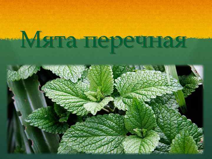 Мята перечная 
