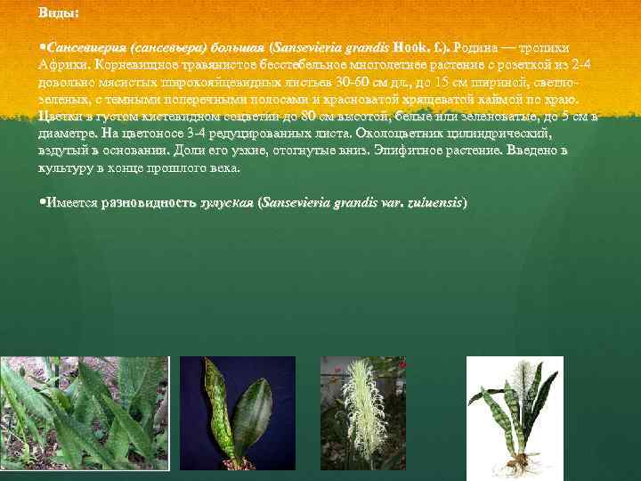Виды: Сансевиерия (сансевьера) большая (Sansevieria grandis Hook. f. ). Родина — тропики Африки. Корневищное