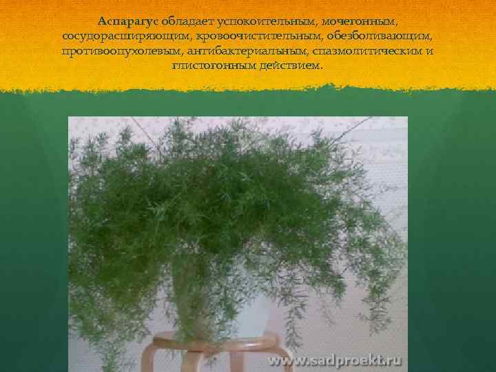 Аспарагус обладает успокоительным, мочегонным, сосудорасширяющим, кровоочистительным, обезболивающим, противоопухолевым, антибактериальным, спазмолитическим и глистогонным действием. 