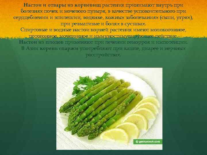 Настои и отвары из корневищ растения принимают внутрь при болезнях почек и мочевого пузыря,