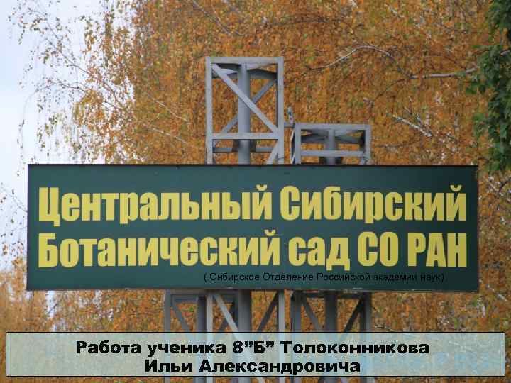 ( Сибирское Отделение Российской академии наук) Работа ученика 8”Б” Толоконникова Ильи Александровича 