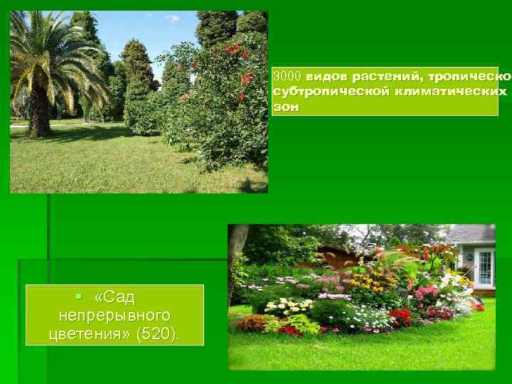 3000 видов растений, тропической тропическо субтропической климатических зон § «Сад непрерывного цветения» (520). 