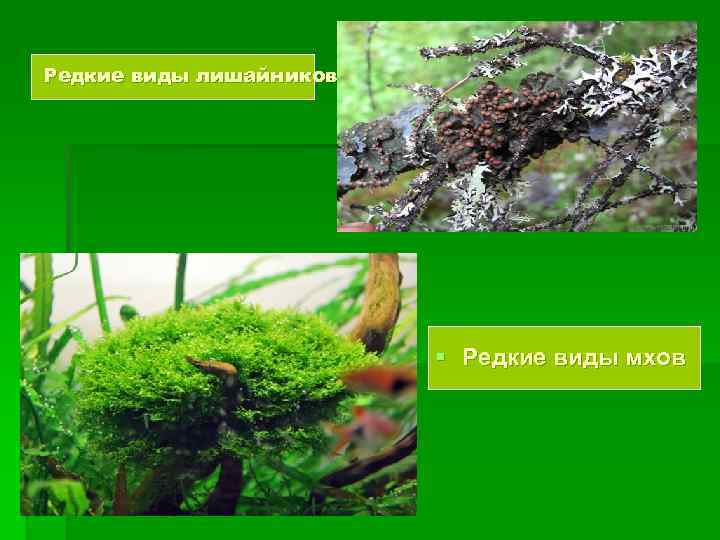 Редкие виды лишайников § Редкие виды мхов 