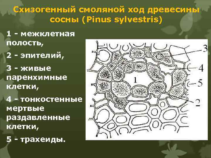 Схизогенный смоляной ход древесины сосны (Pinus sylvestris) 1 - межклетная полость, 2 - эпителий,