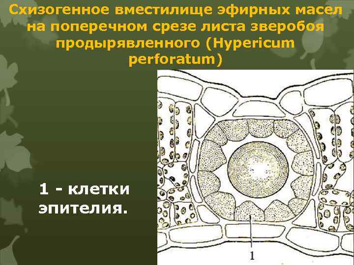 Схизогенное вместилище эфирных масел на поперечном срезе листа зверобоя продырявленного (Hypericum perforatum) 1 -