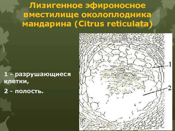 Лизигенное эфироносное вместилище околоплодника мандарина (Citrus reticulata) 1 - разрушающиеся клетки, 2 - полость.