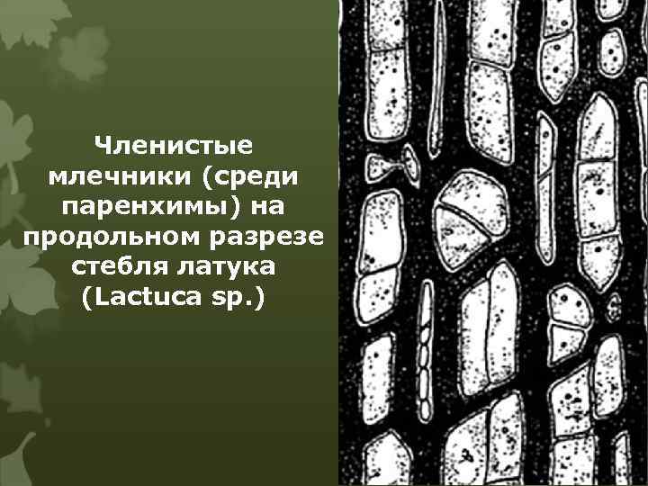 Членистые млечники (среди паренхимы) на продольном разрезе стебля латука (Lactuca sp. ) 