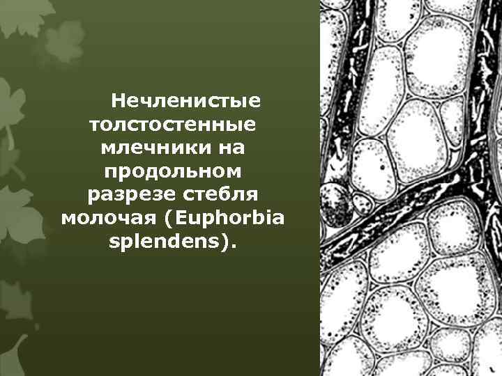 Нечленистые толстостенные млечники на продольном разрезе стебля молочая (Euphorbia splendens). 