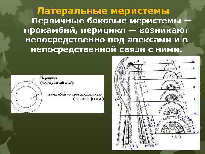 Латеральные меристемы Первичные боковые меристемы — прокамбий, перицикл — возникают непосредственно под апексами и