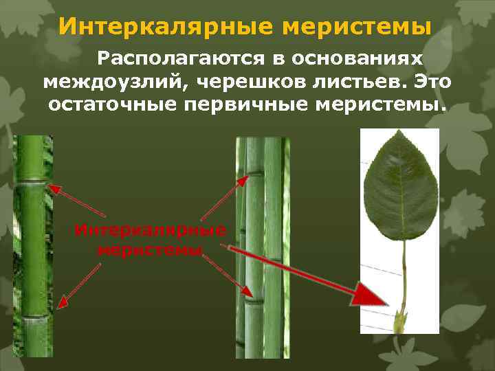 Вставочный рост побега